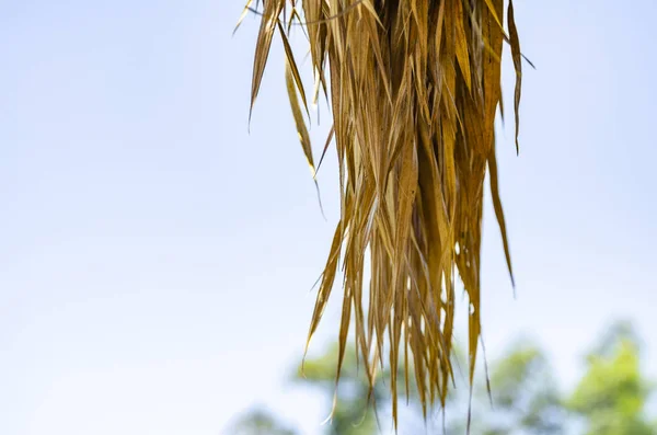 Strohgedecktes Getrocknetes Kokosblattdach Der Hütte Bei Strahlendem Sonnenschein — Stockfoto