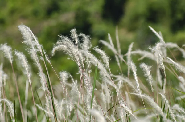 Detailní Snímky Bílé Trávy Květiny Volat Cogongrass Imperata Cylindrica Pod — Stock fotografie