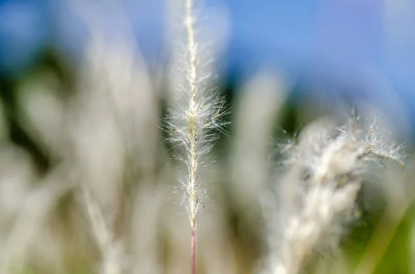 Nahaufnahme Bild Der Weißen Grasblume Ruf Kogongras Imperata Cylindrica Unter — Stockfoto