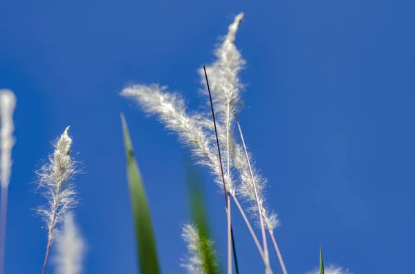 Weißes Gras Blume Nennen Kogongras Imperata Cylindrica Unter Hellem Sonnigen — Stockfoto