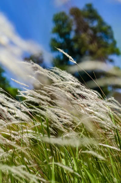 Květ Bílé Trávy Volat Cogongrass Imperata Cylindrica Jasného Slunečného Dne — Stock fotografie