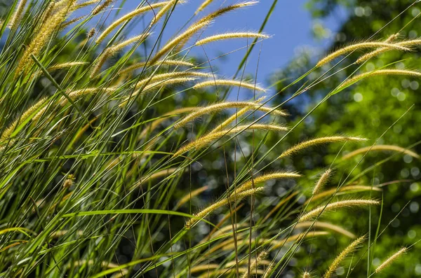 Gelbes Grasblumengras Imperata Cylindrica Unter Strahlend Sonnigem Tag Und Blauem — Stockfoto