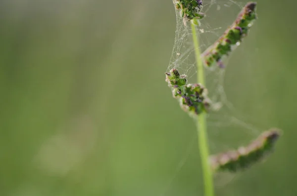 Weichzeichner Makroaufnahme Von Schönen Wildblumen Und Spinnennetz Mit Geringer Schärfentiefe — Stockfoto