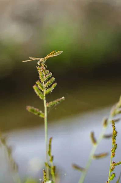 Makro Skott Dragonfly Naturen Livsmiljöen — Stockfoto