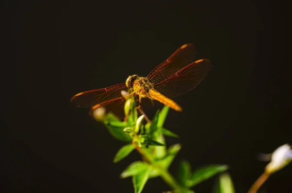 Macro Shot Dragonfly Nature Habitat — Stock Photo, Image