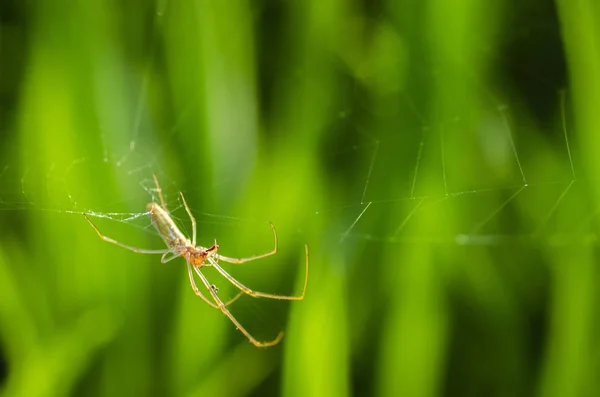 Makró Lövés Kerti Spider Web Természetes Háttér Sekély Mélységélesség — Stock Fotó