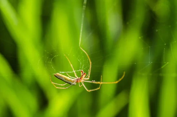 Makró Lövés Kerti Spider Web Természetes Háttér Sekély Mélységélesség — Stock Fotó