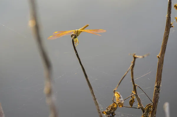 Makroaufnahme Libelle Natürlichen Lebensraum — Stockfoto