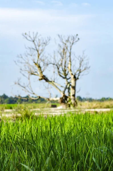 Zona Rurale Vista Circostante Con Bellissimo Paesaggio Risaia Campo Verde — Foto Stock