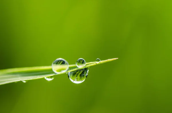 Nahaufnahme Aufgenommen Hintergrundbild Von Grünem Gras Mit Tau Morgen — Stockfoto