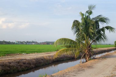 Kırsal alan görünüm yeşil çeltik pirinç alan güzel manzara ile çevreleyen.