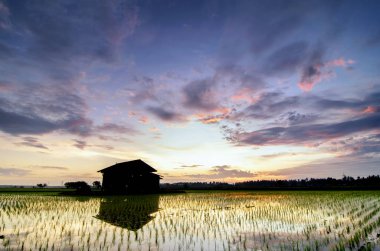 siluet görüntü, bulanık ve yumuşak odak siluet görüntüsünü orta paddy alan ve yansıma dramatik bulutlar ve renkli gökyüzü ile gündoğumu sırasında küçük ev terk.