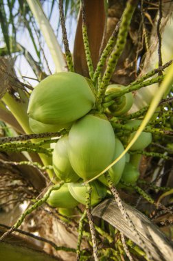 Tropikal Hindistan cevizi ağacı altında sıcak güneşli gün kapatın