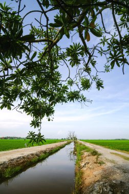 yeşil çeltik pirinç alan ağacın yanında su kanalı altından güzel manzara