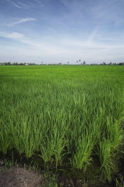 Kırsal alan görünüm yeşil çeltik pirinç alan güzel manzara ile çevreleyen.
