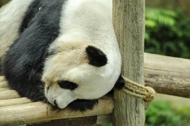 Ahşap bir bankta uyuyan dev panda ayısı
