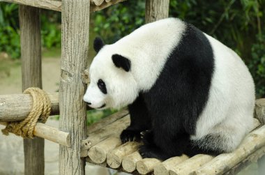 Dev panda ayakta ahşap Bank 