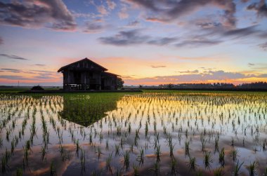 Ahşap dökük paddy alan güzel gündoğumu arka plan üzerinde ortasında. hareket etkisi bulutlar ve çeltik alanlarının su yansıma.