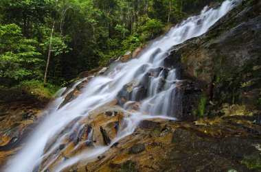 Yeşil forest.wet rock tarafından çevrili gür ve atış moss.selective odak güzel tropik şelale. 