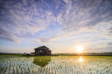 Ahşap dökük paddy alan güzel gündoğumu arka plan üzerinde ortasında. hareket etkisi bulutlar ve çeltik alanlarının su yansıma.