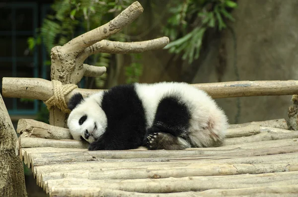 Urso Panda Gigante Dormindo Banco Madeira — Fotografia de Stock
