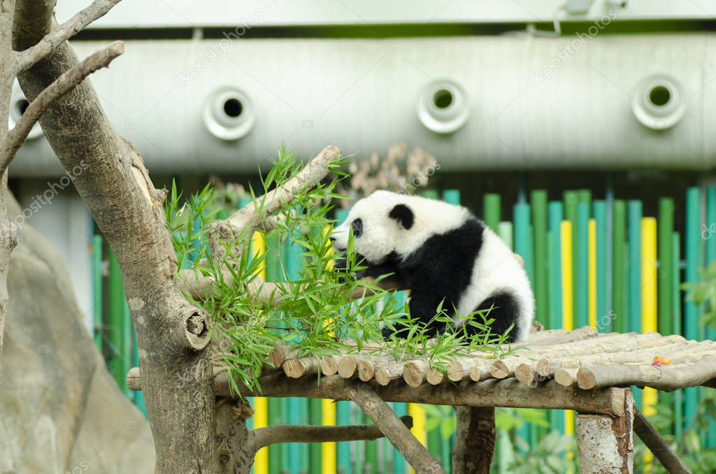giant panda eating green bamboo leaves