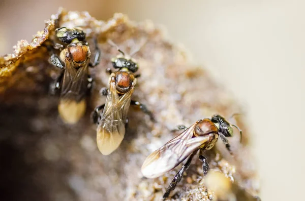 Close Trigona Meliponini Biene Eingang Ihres Bienenstocks — Stockfoto