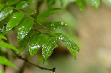seçici odak çekim sırasında kötü günler çevre kavramı arka plan için yaprak yeşil ıslak