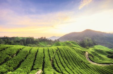 Çay plantasyonunda üzerinde gündoğumu çarpıcı doğa kompozisyon 