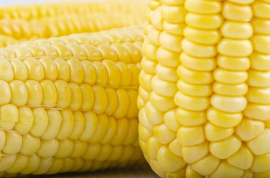 beyaz arka plan üzerinde koçan çekirdekleri taze çiğ tatlı mısır