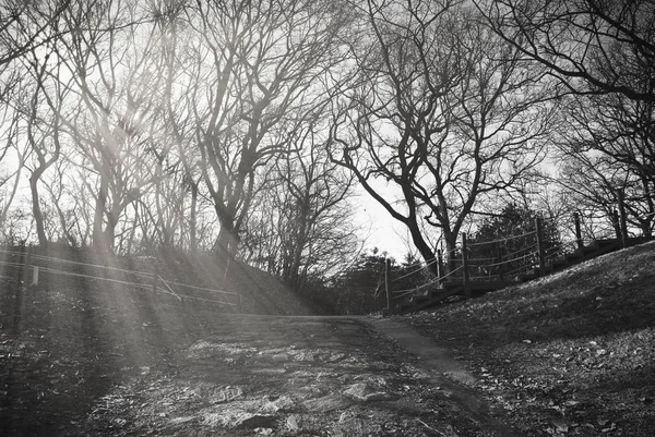 Napsugarak a fák ágai, a fa pad a parkban téli idő — Stock Fotó