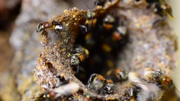Крупный план пчелы мелипонини у входа в улей — стоковое видео