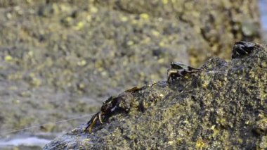 hafif ayak yengeçler grubu bir kayanın kenarına akran