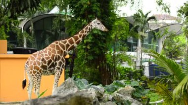 Zürafa (Zürafa camelopardalis) açık hava kafesi hayvanat bahçesinde ayakta