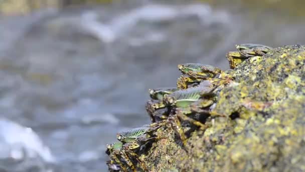 Kelompok Kepiting Lightfoot Mengintip Atas Tepi Batu — Stok Video