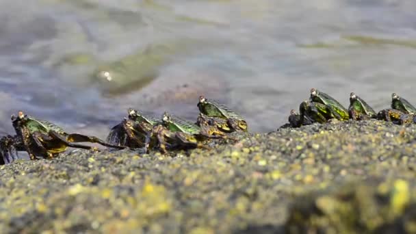 Grupo Cangrejos Pie Ligero Asoman Sobre Borde Una Roca — Vídeo de stock