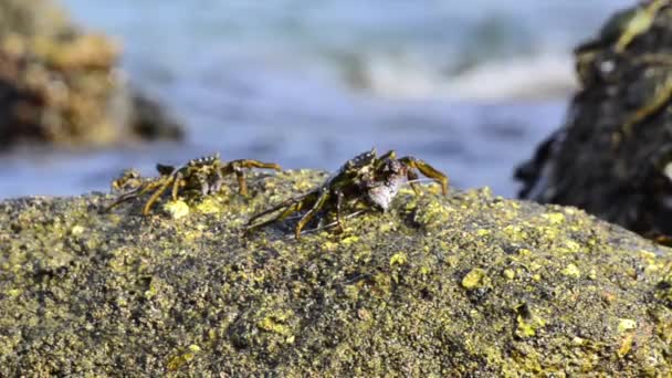 Groupe Crabes Pattes Claires Pair Dessus Bord Rocher — Video