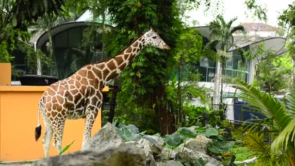 Jirafa (Giraffa camelopardalis) de pie en el zoológico de la jaula al aire libre — Vídeos de Stock