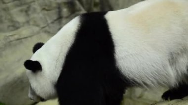 Yemek zamanı, dev panda Yeşil Bambu yemeyi bırakır