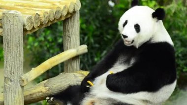 Yemek zamanı, dev panda Yeşil Bambu yemeyi bırakır