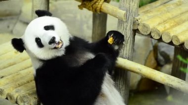Yemek zamanı, dev panda Yeşil Bambu yemeyi bırakır