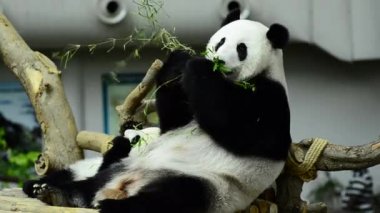 Yemek zamanı, dev panda Yeşil Bambu yemeyi bırakır