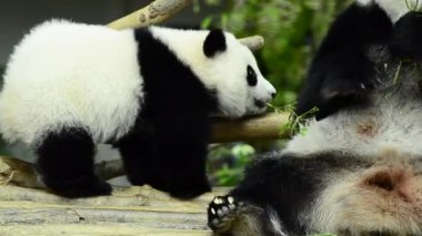 Yemek zamanı, dev panda Yeşil Bambu yemeyi bırakır