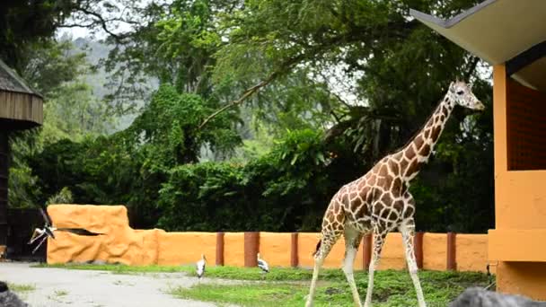 Jirafa y cigüeña pintada vuelan libres en jaula de zoológico al aire libre — Vídeos de Stock