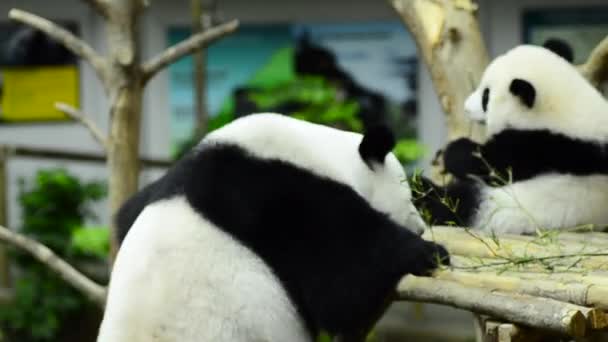 Temps d'alimentation, panda géant mangeant des feuilles de bambou vert — Video