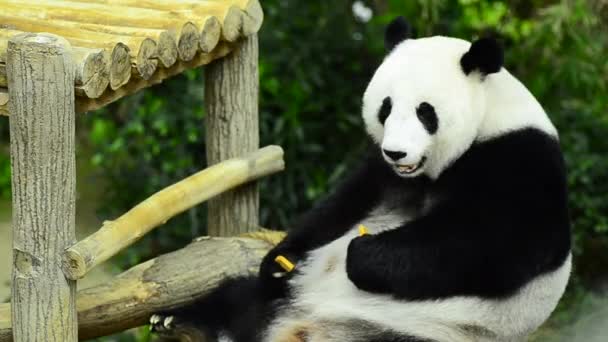 Feeding time, giant panda eating green bamboo leaves — Stock Video