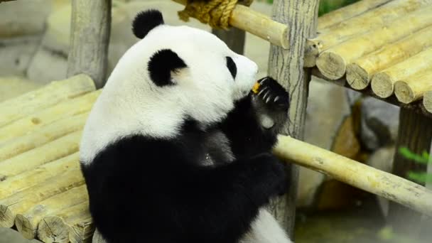 Temps d'alimentation, panda géant mangeant des feuilles de bambou vert — Video