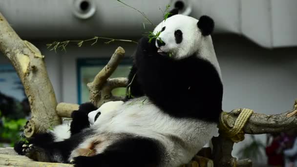 Temps d'alimentation, panda géant mangeant des feuilles de bambou vert — Video