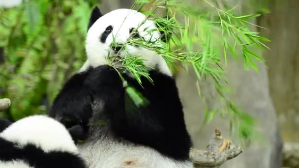 Feeding time, giant panda eating green bamboo leaves — Stock Video