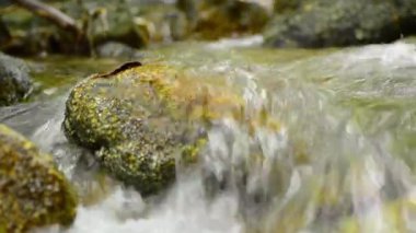 Tropikal yağmur ormanlarında yosunlu taş boyunca akan tatlı suyun yakın çekim